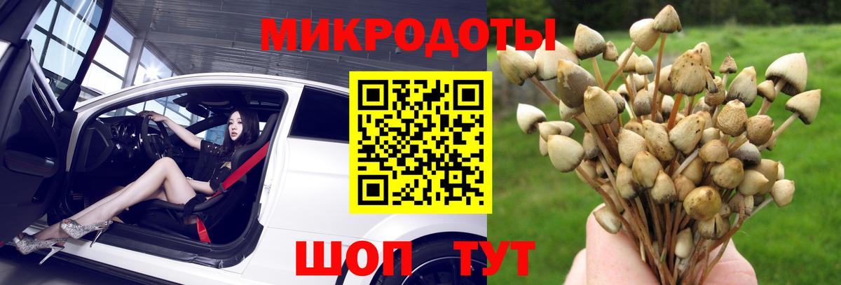 Псилоцибиновые грибы Psilocybe Железноводск